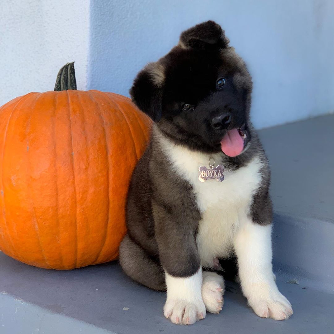 Boyka Akita