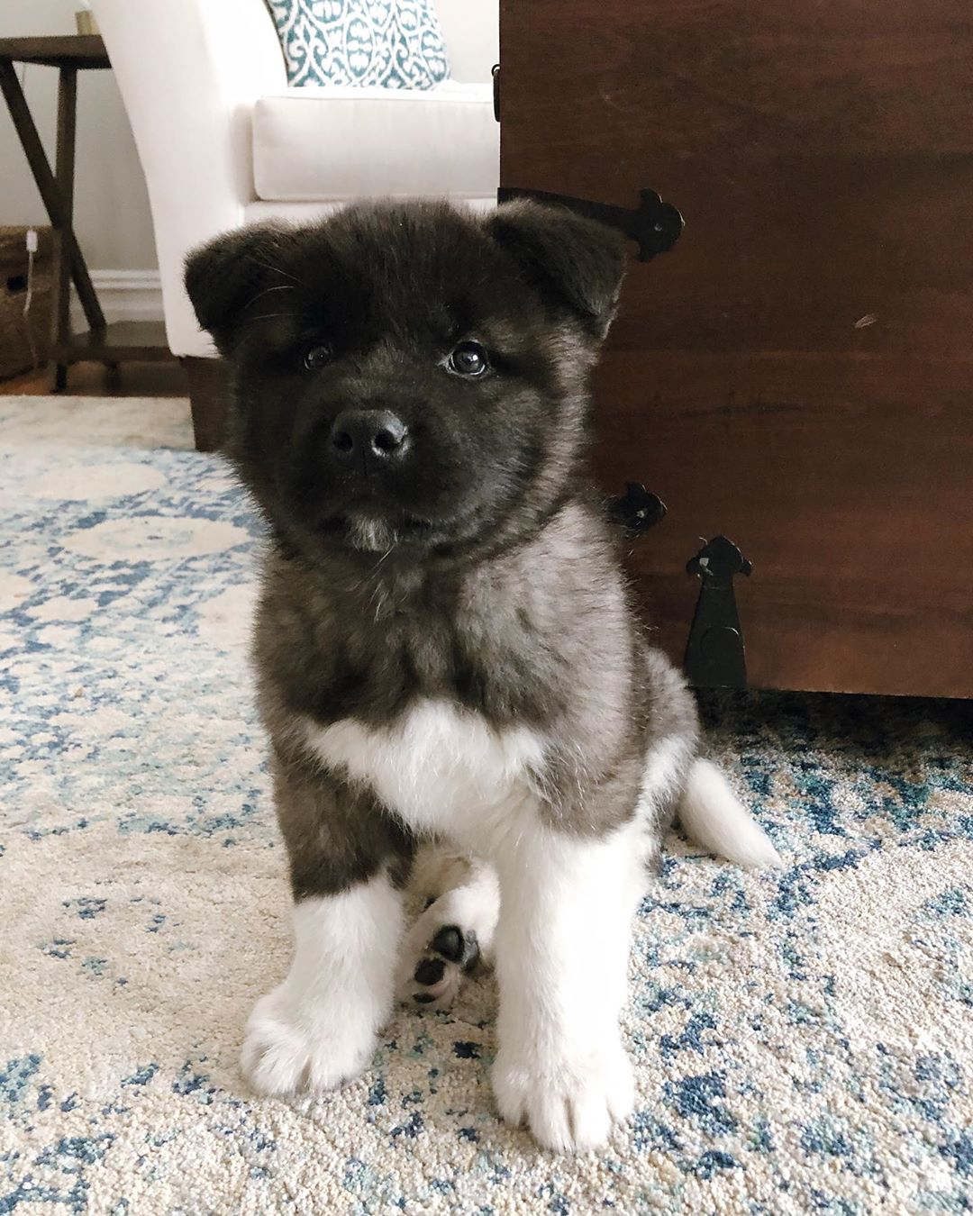Brodie Akita