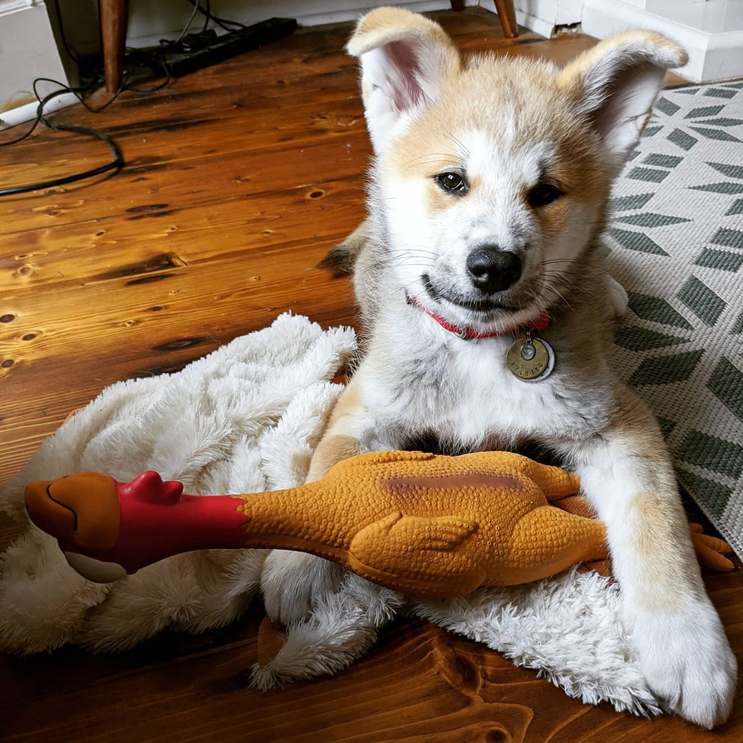 Mike Akita