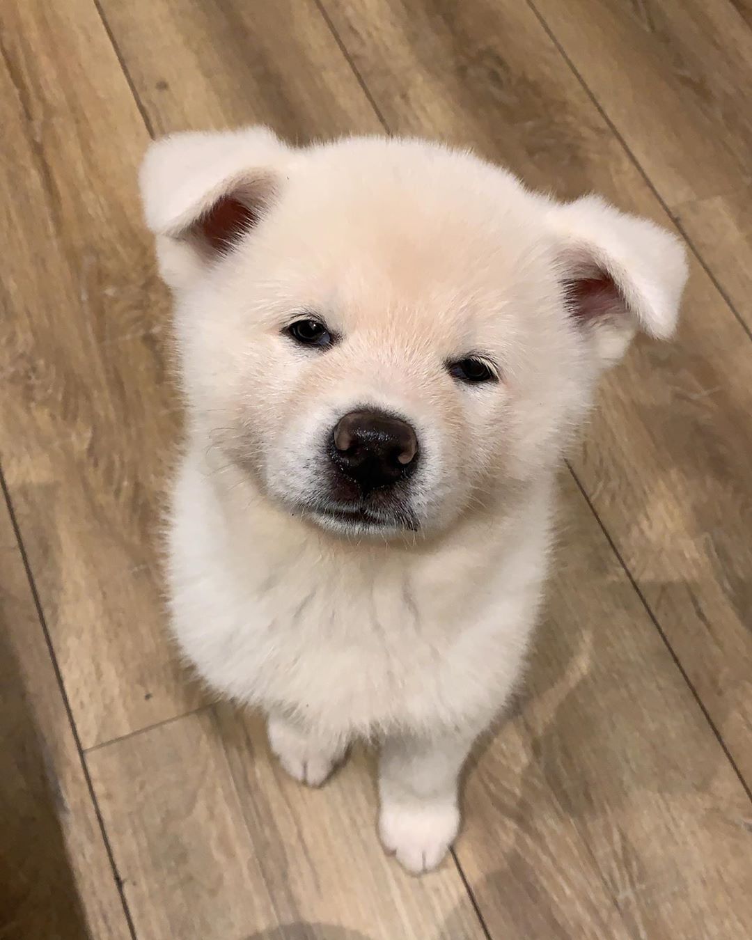 Sisi Akita