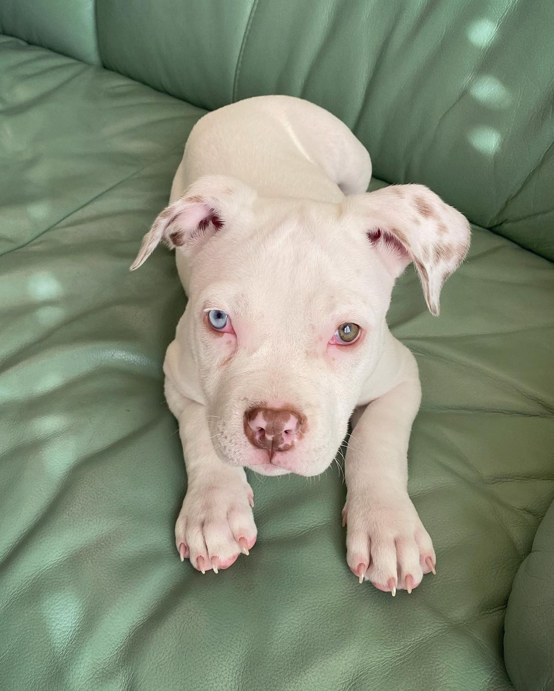 Kelly American Pitbull