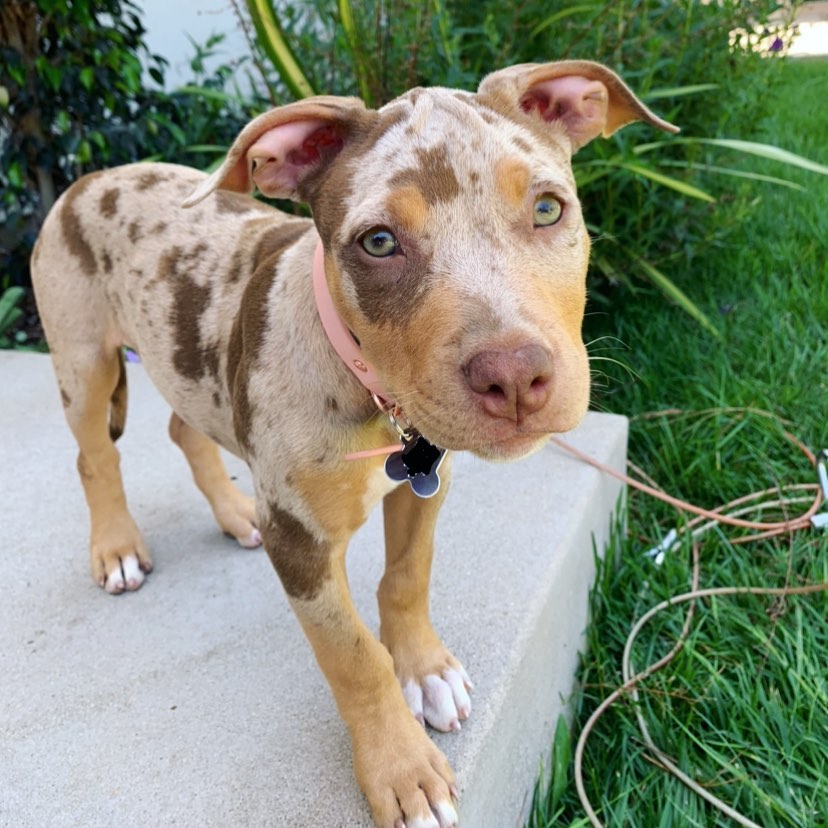 Kona American Pitbull