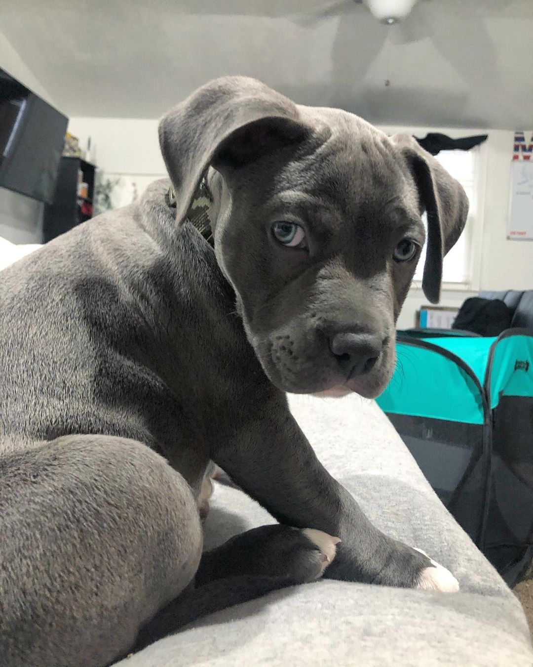 Kubo American Pitbull
