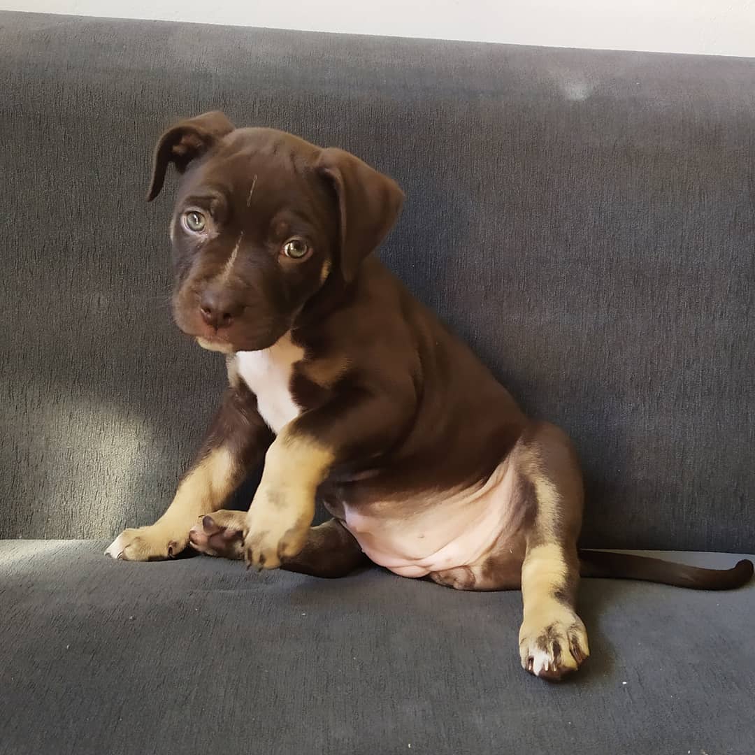 Olivia American Pitbull