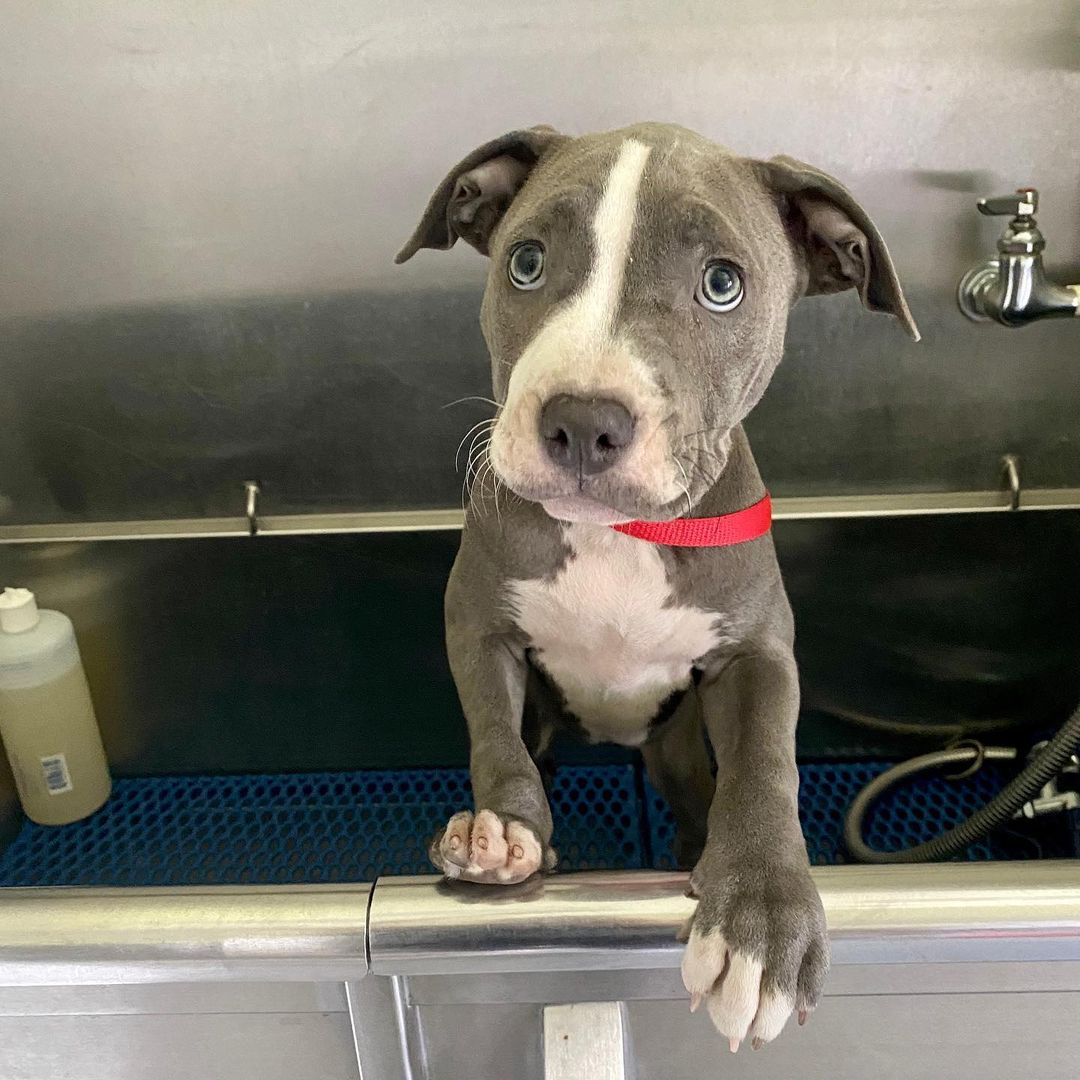 Valkyrie American Pitbull