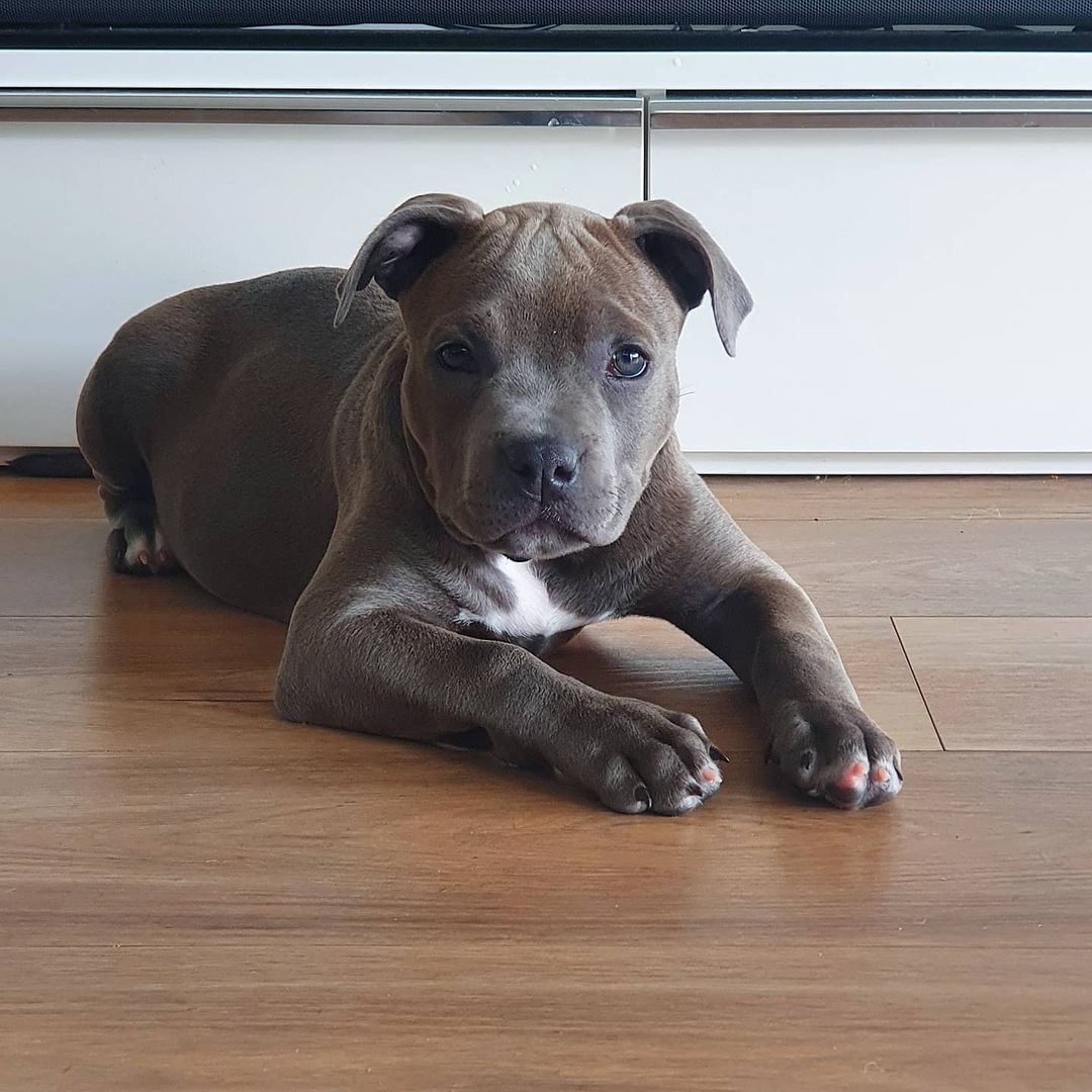 American Staffordshire Terrier
