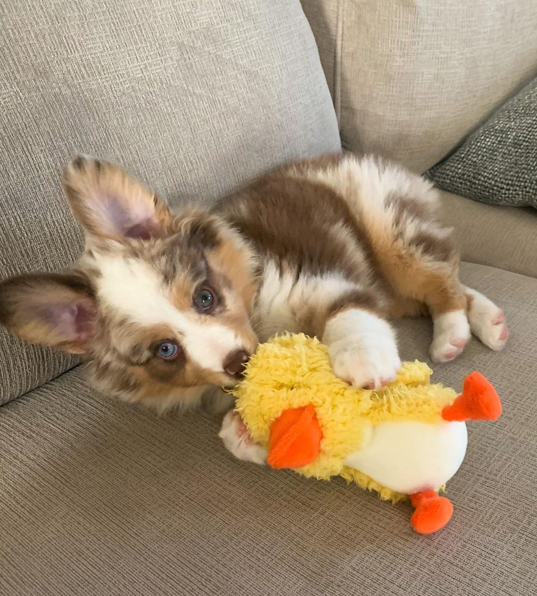 Australian Shepherd