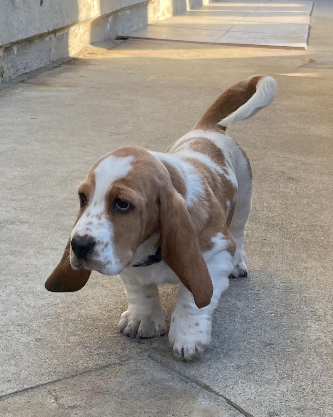 Basset Hound