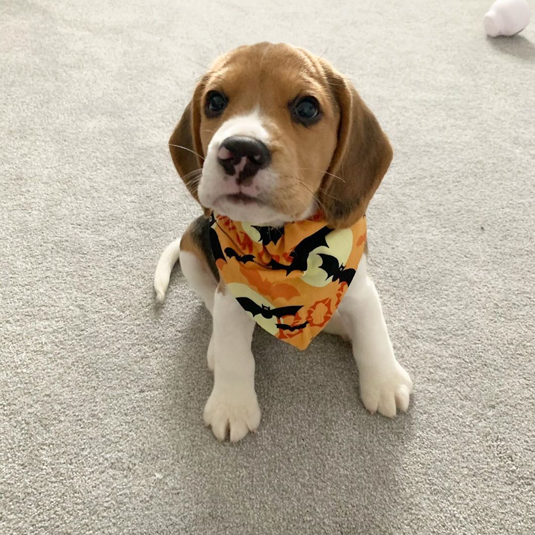 Beagle