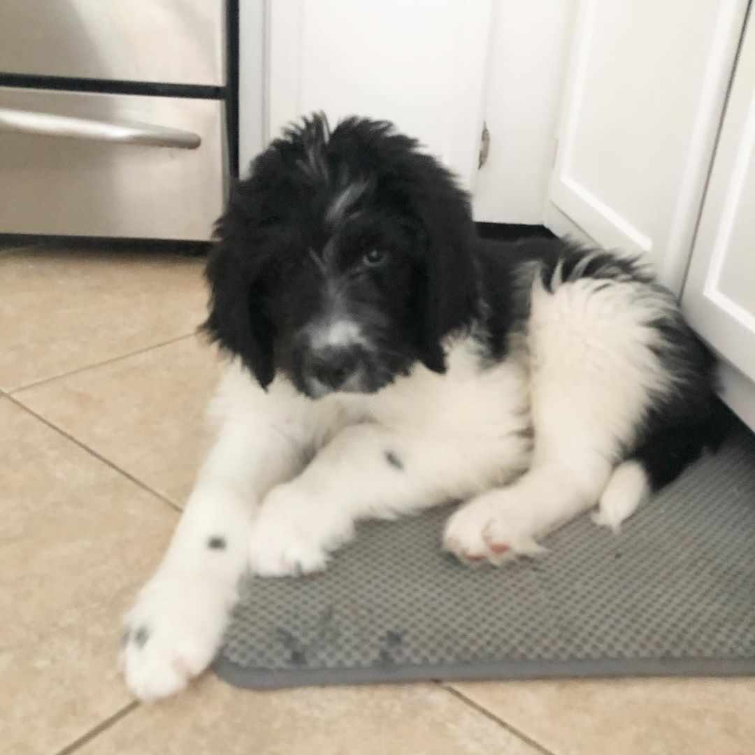 Berdoodle
