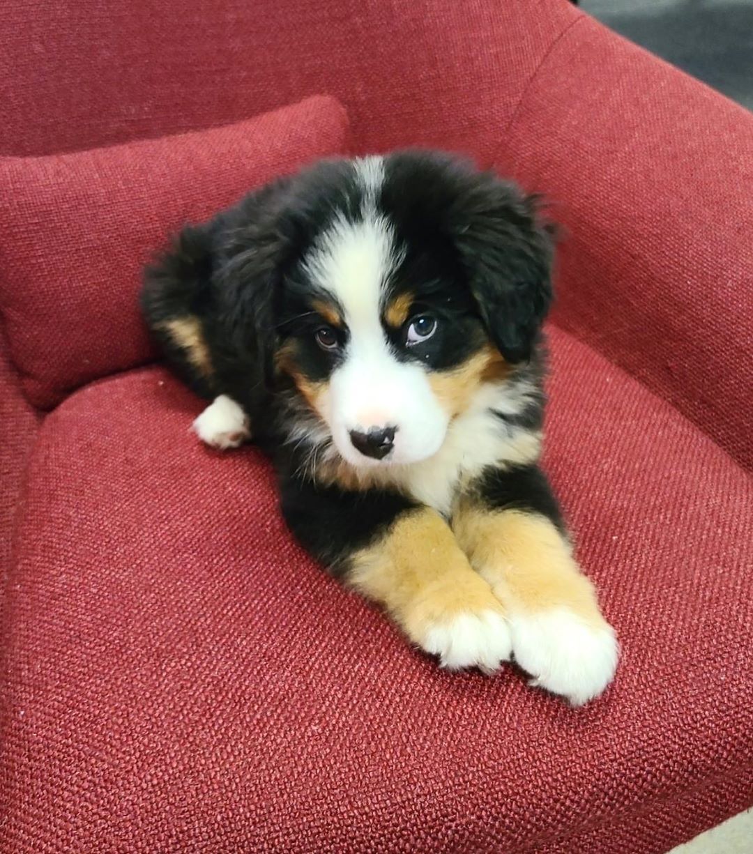 Bernedoodle