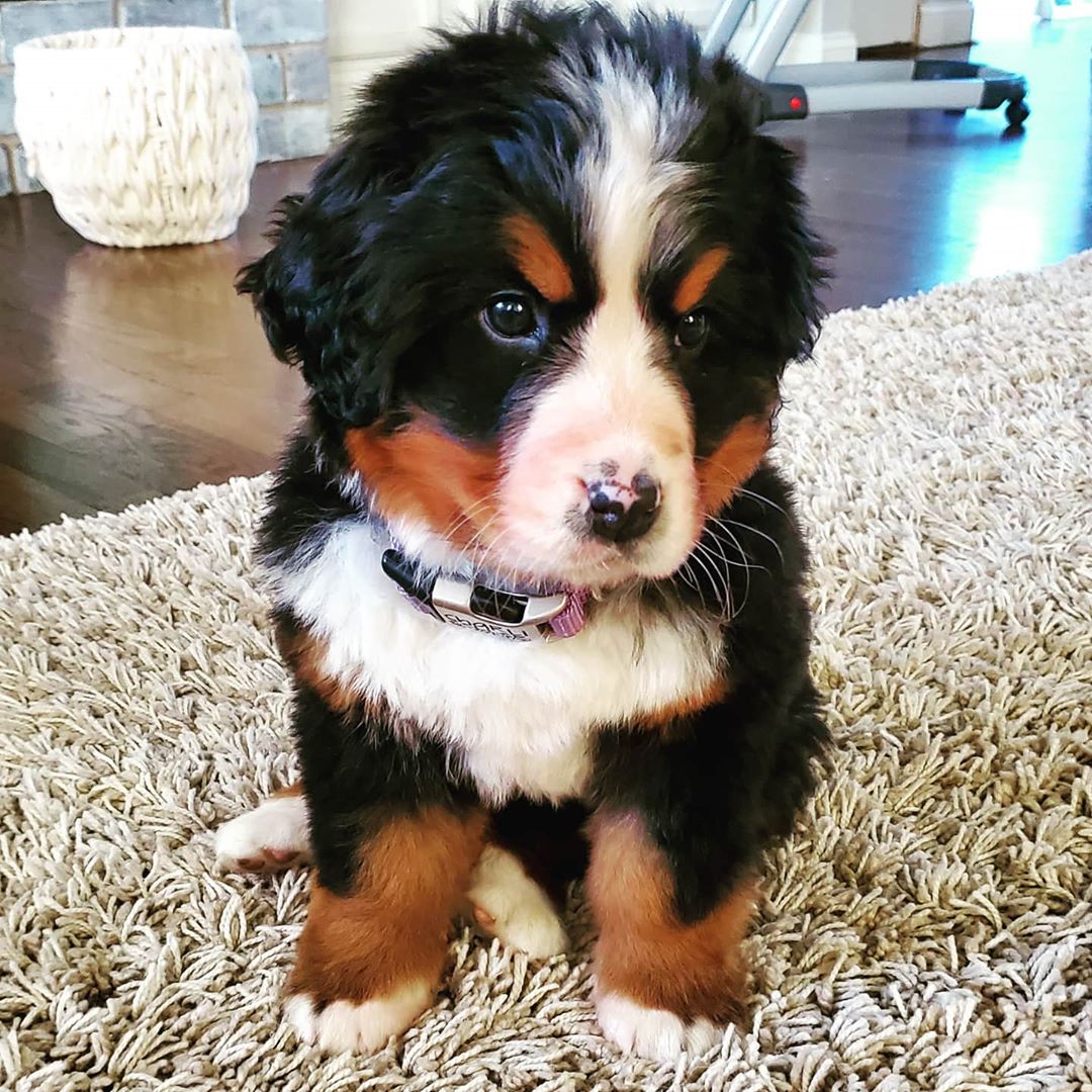Bernese Mountain Dog