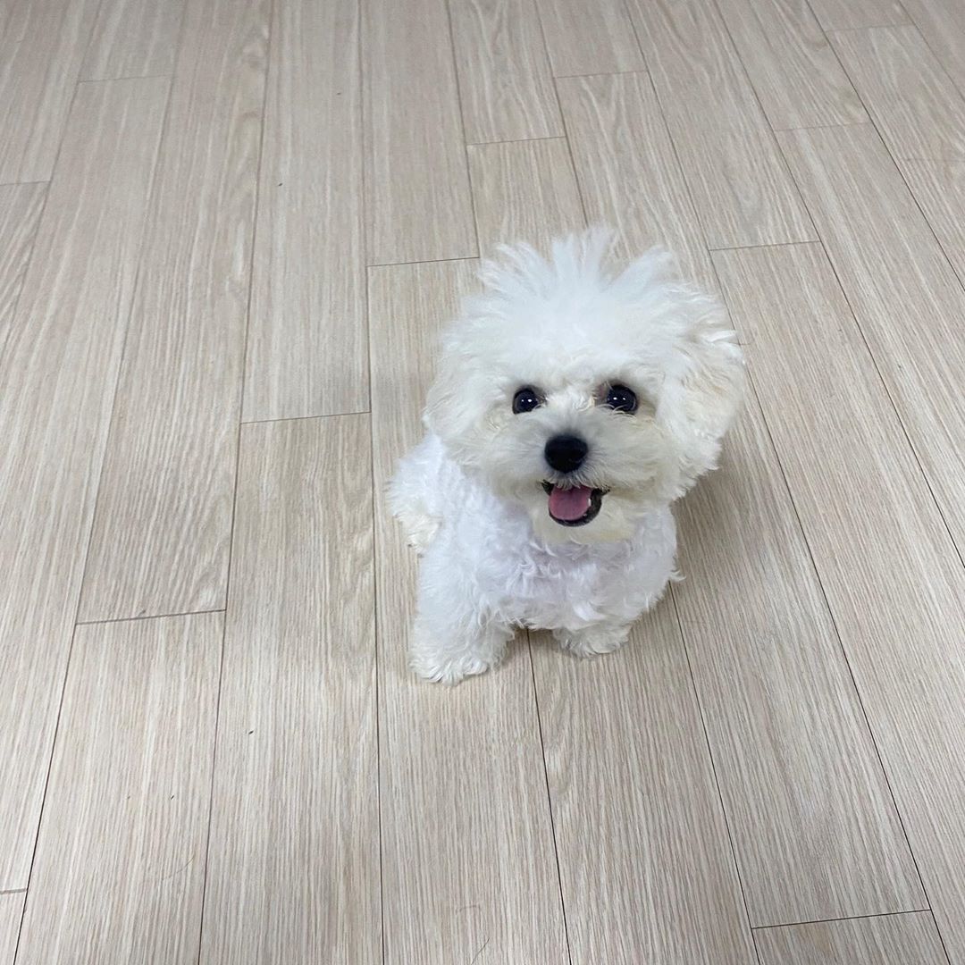 Bichon