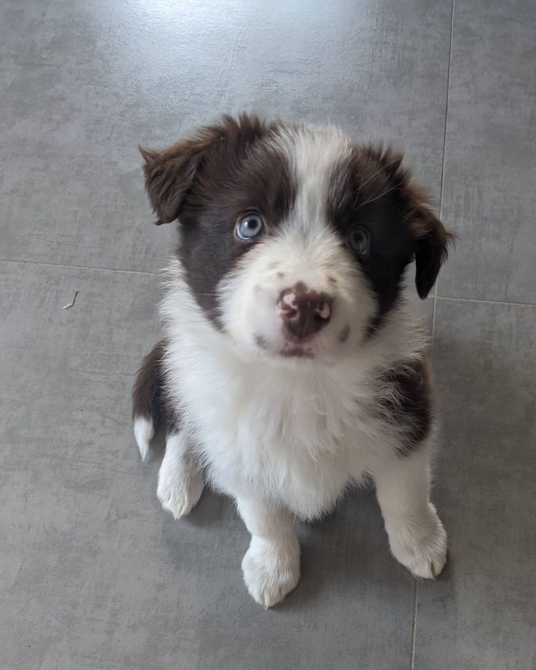 Border Collie