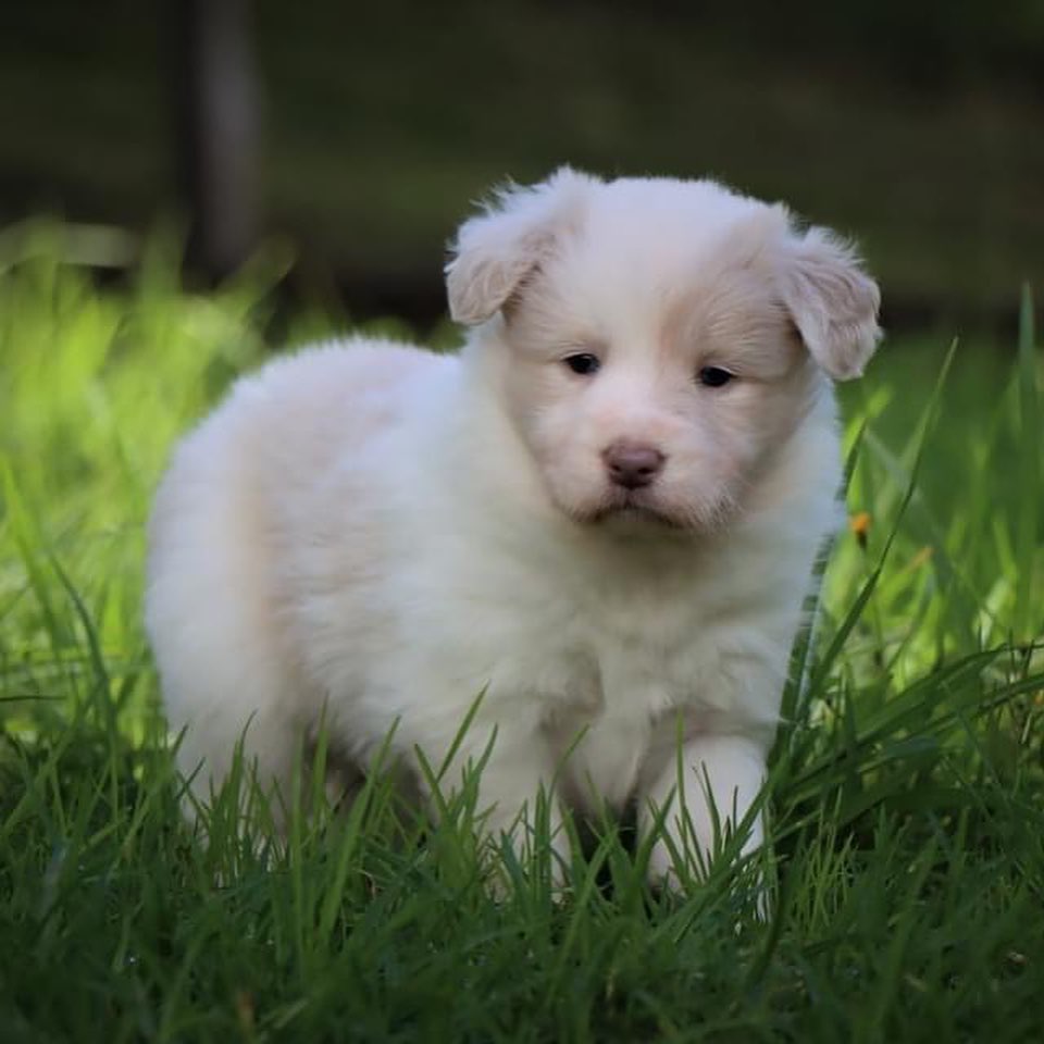 Wittle