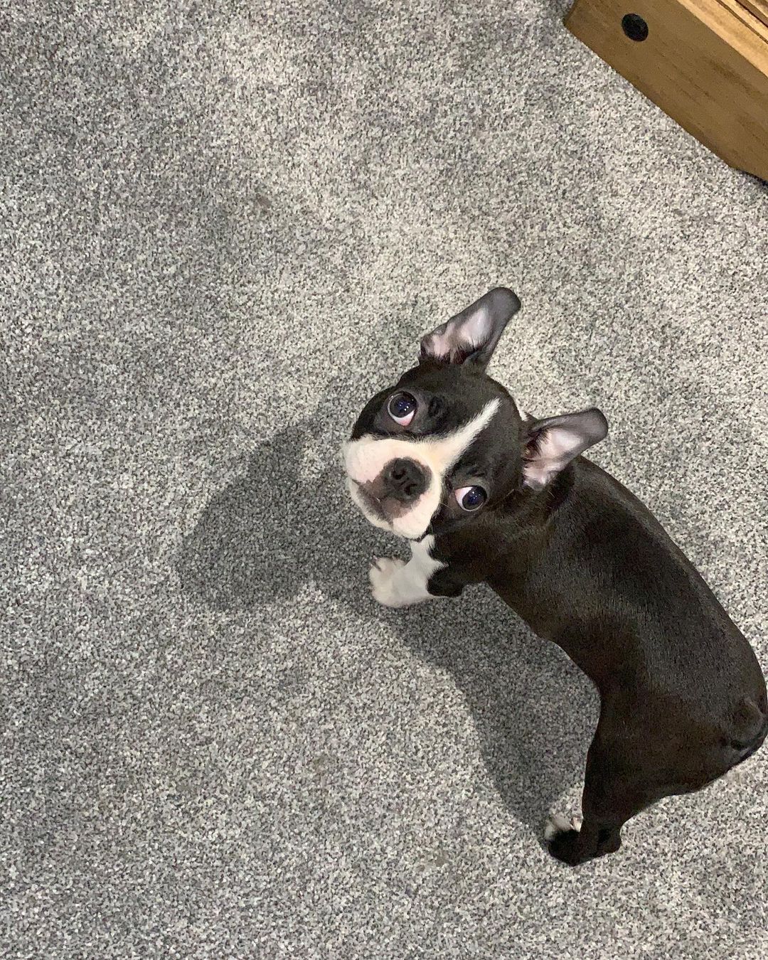 Boston Terrier