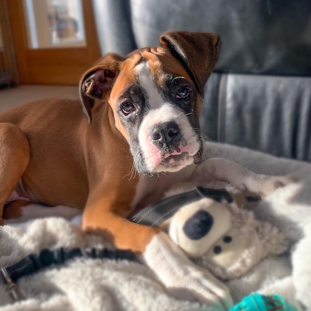Boxer