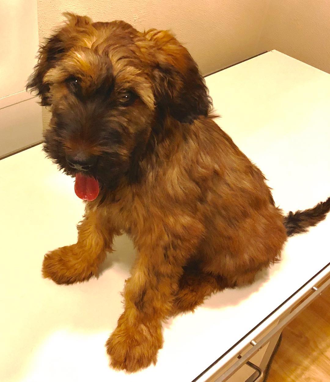 Briard