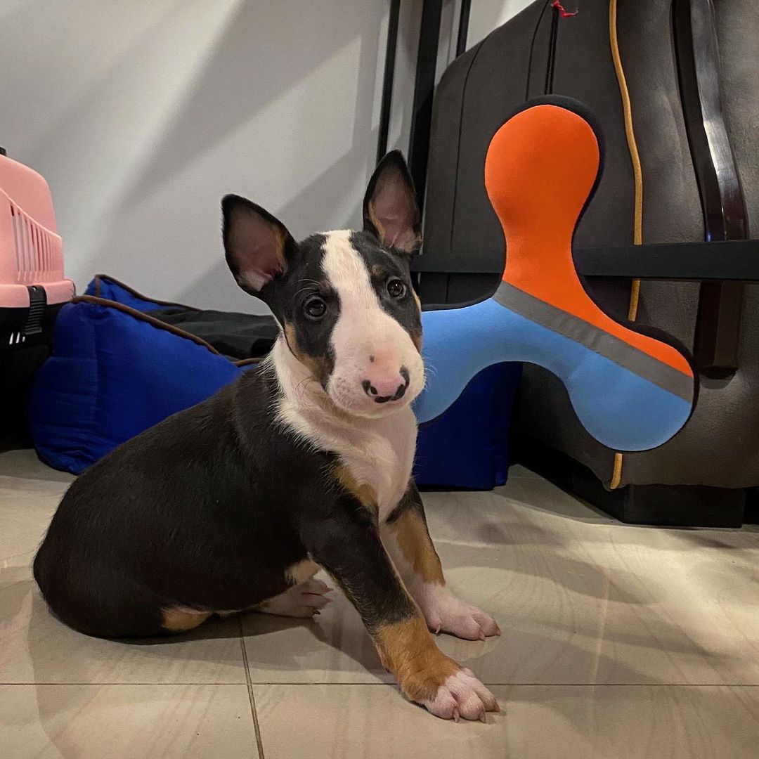 Bull Terrier