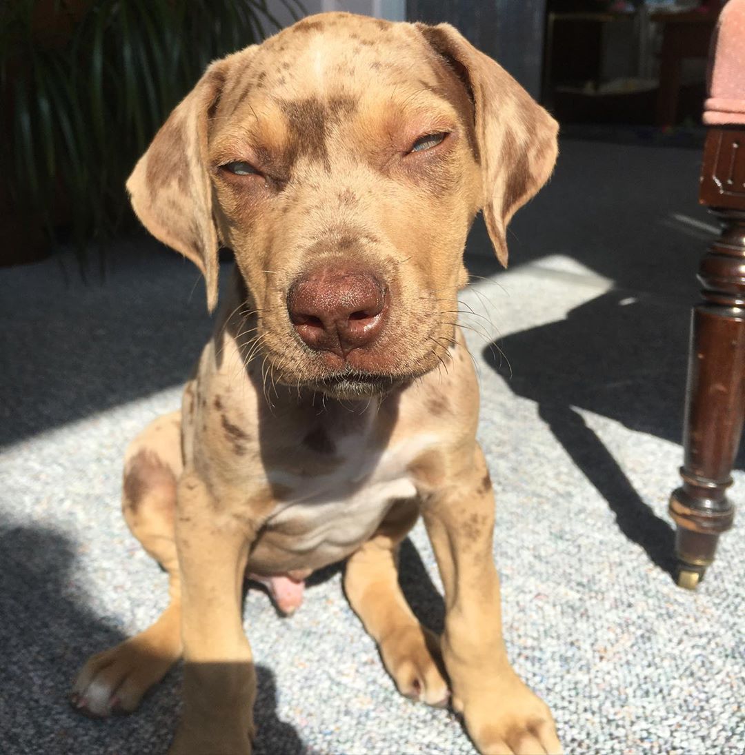 Catahoula Leopard