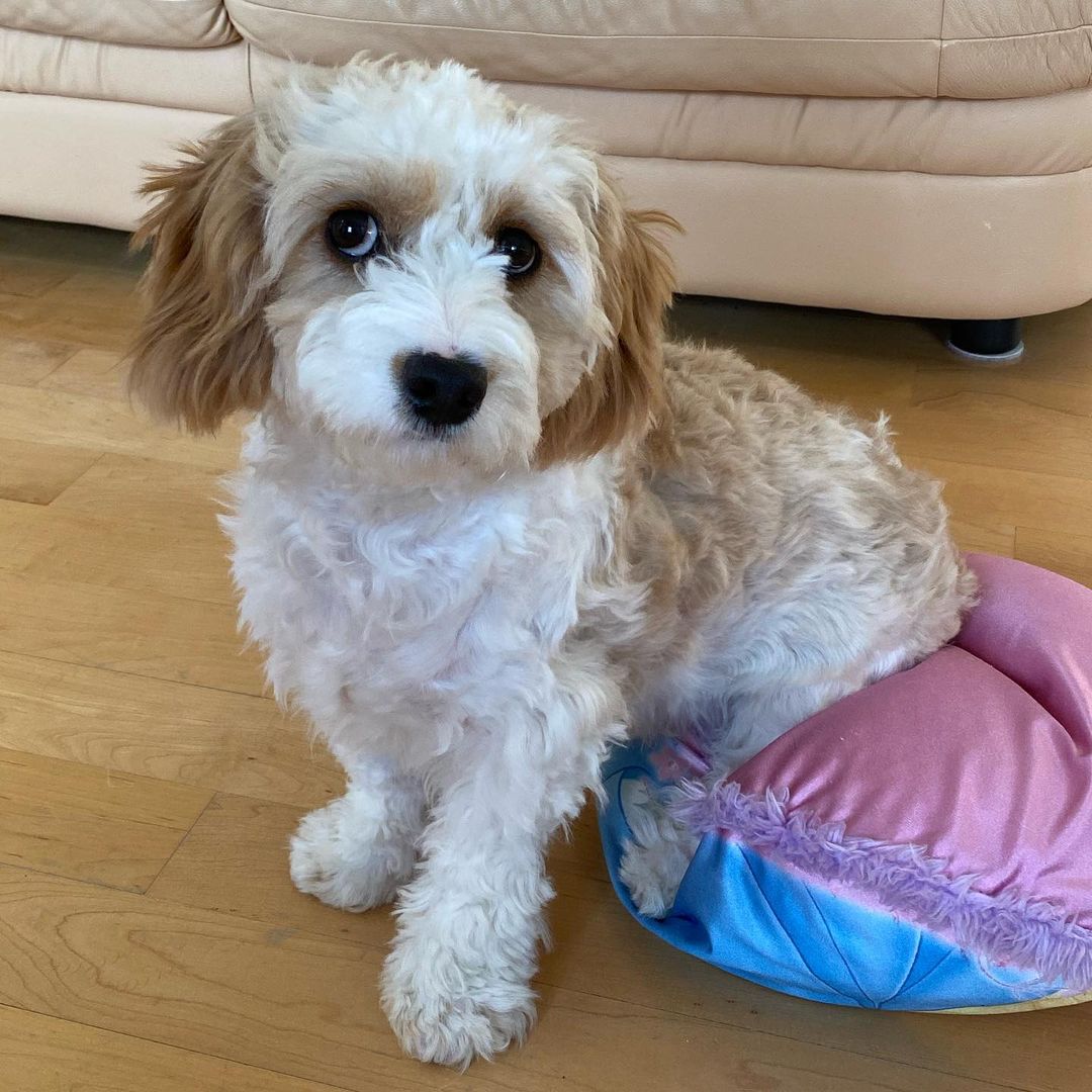 Cavachon