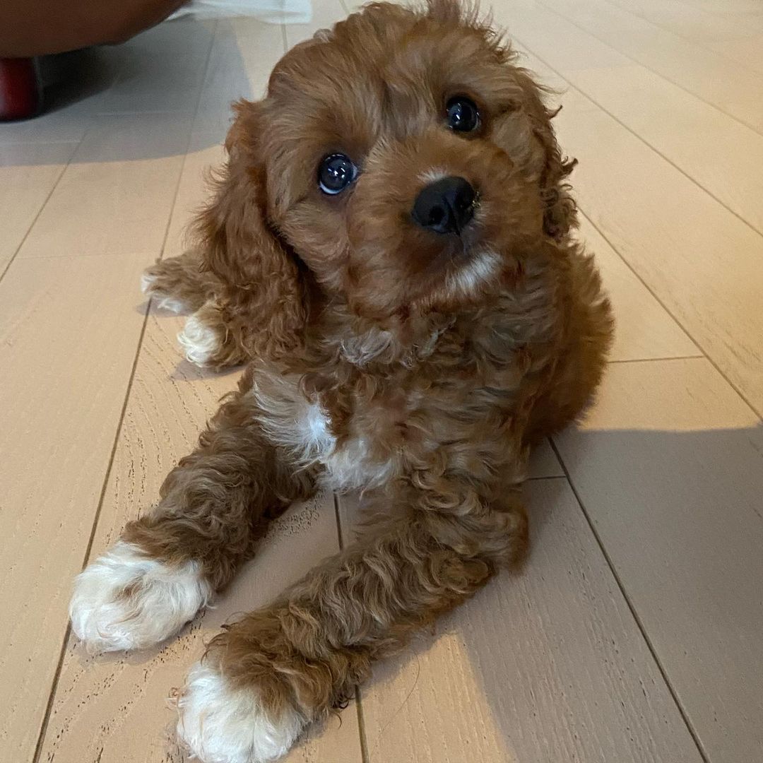 Cavoodle