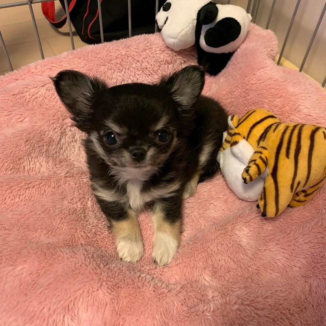 Chihuahua
