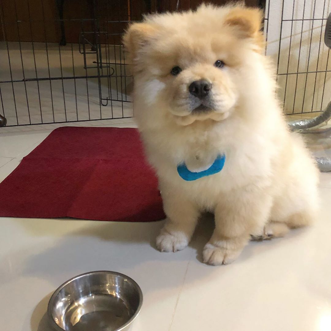 Chow Chow