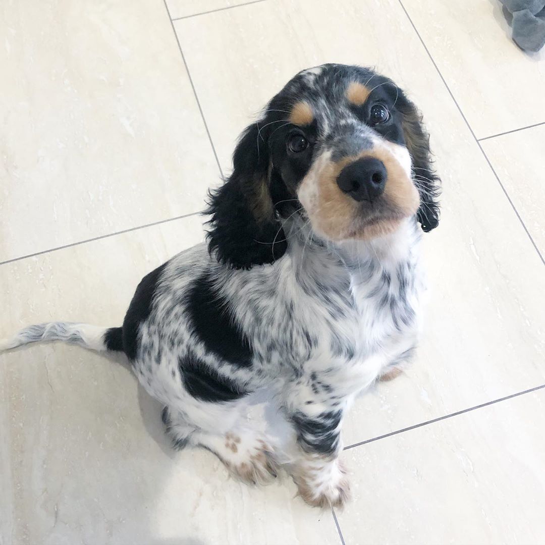 Cocker Spaniel