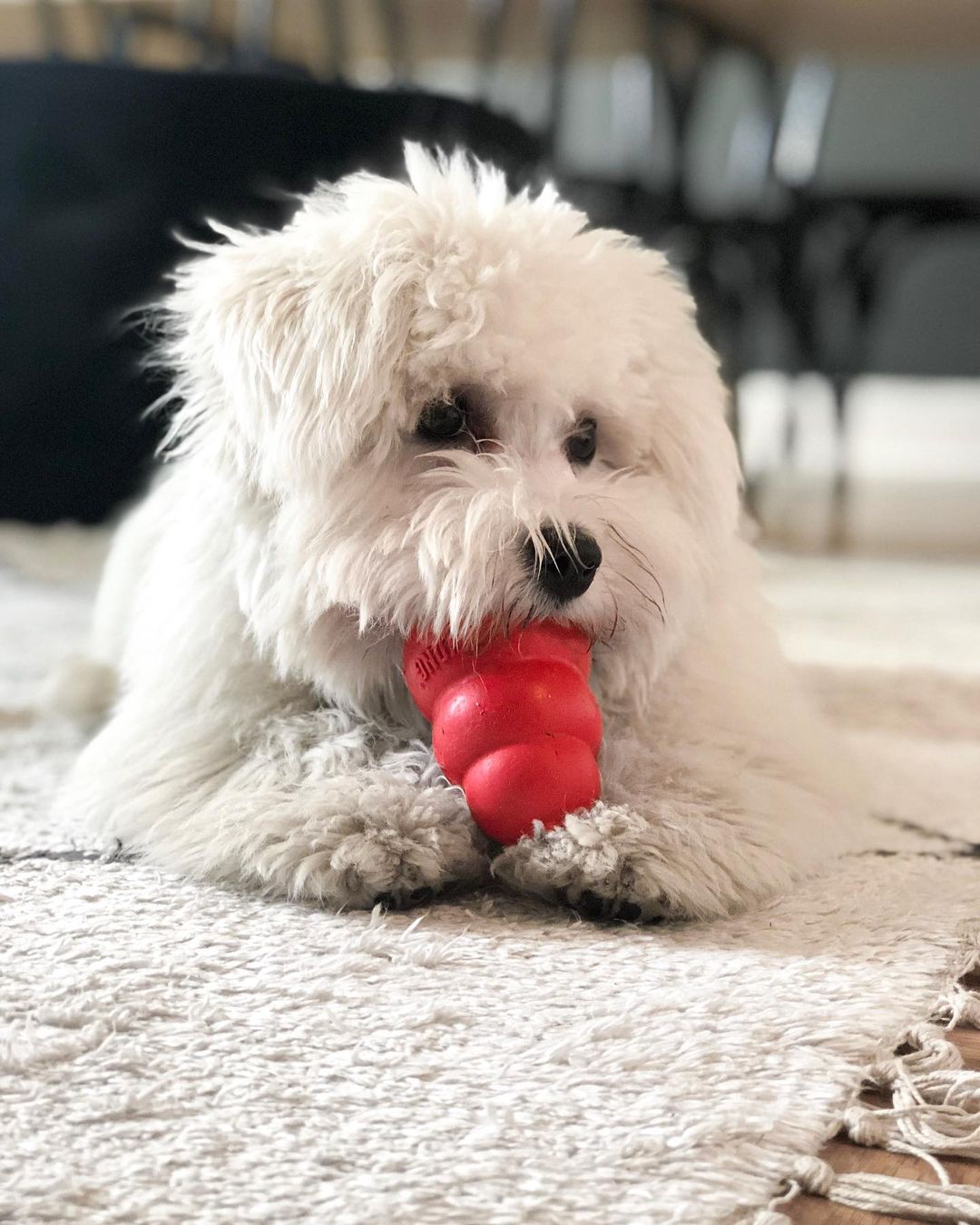 Coton de Tulear