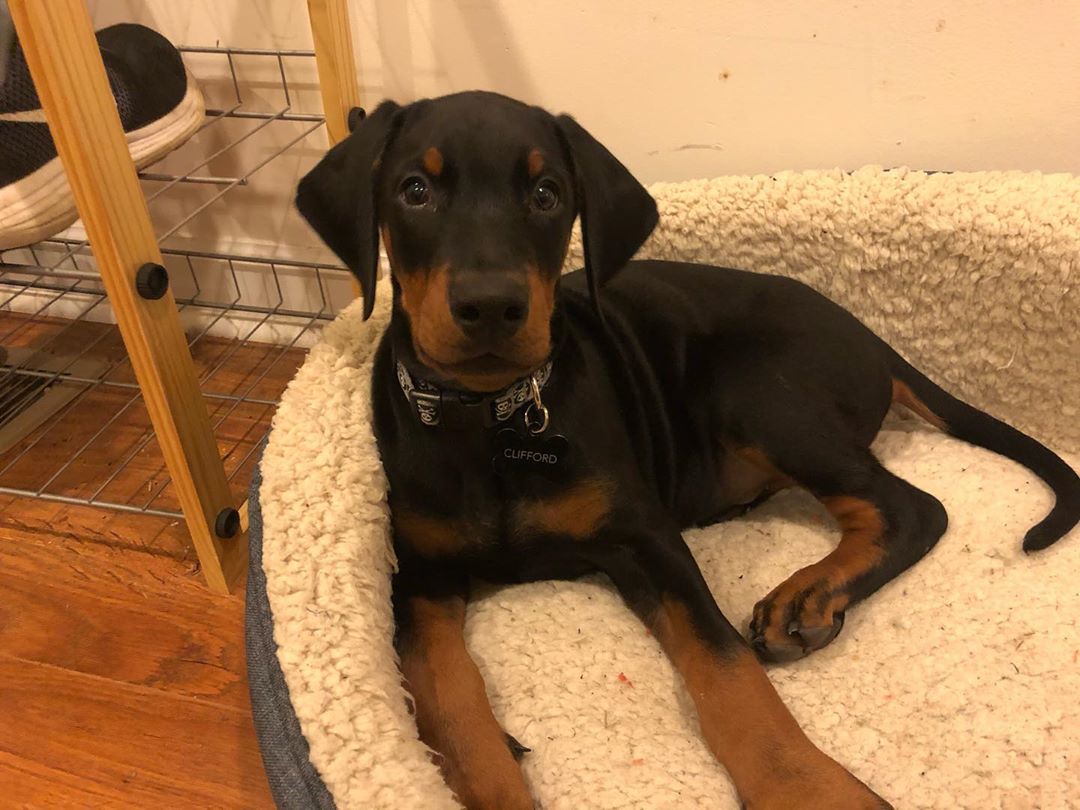 Dobermann