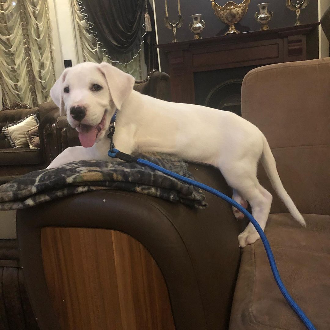 Dogo Argentino