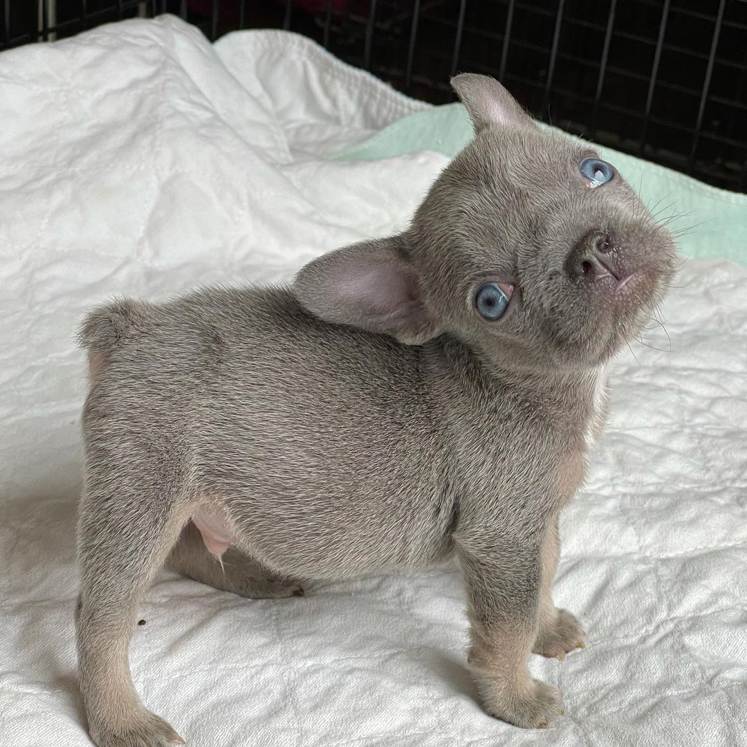 French Bulldog
