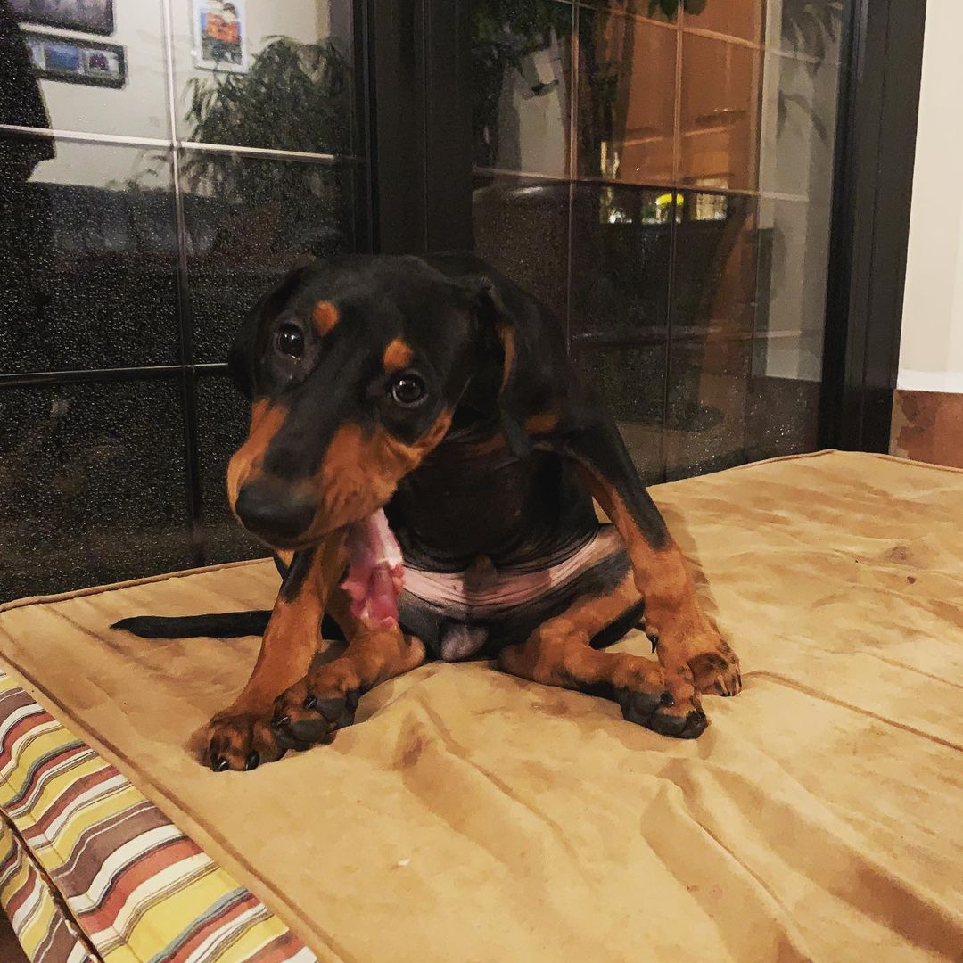 German Pinscher