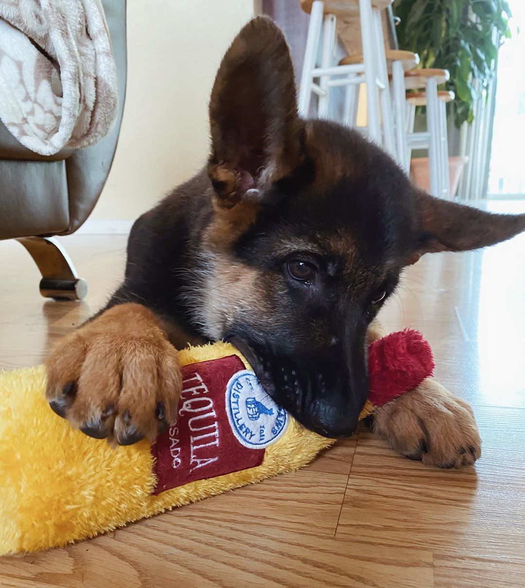 German Shepherd