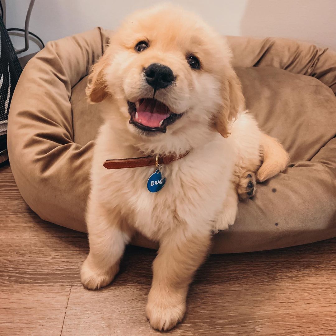 Golden Retriever
