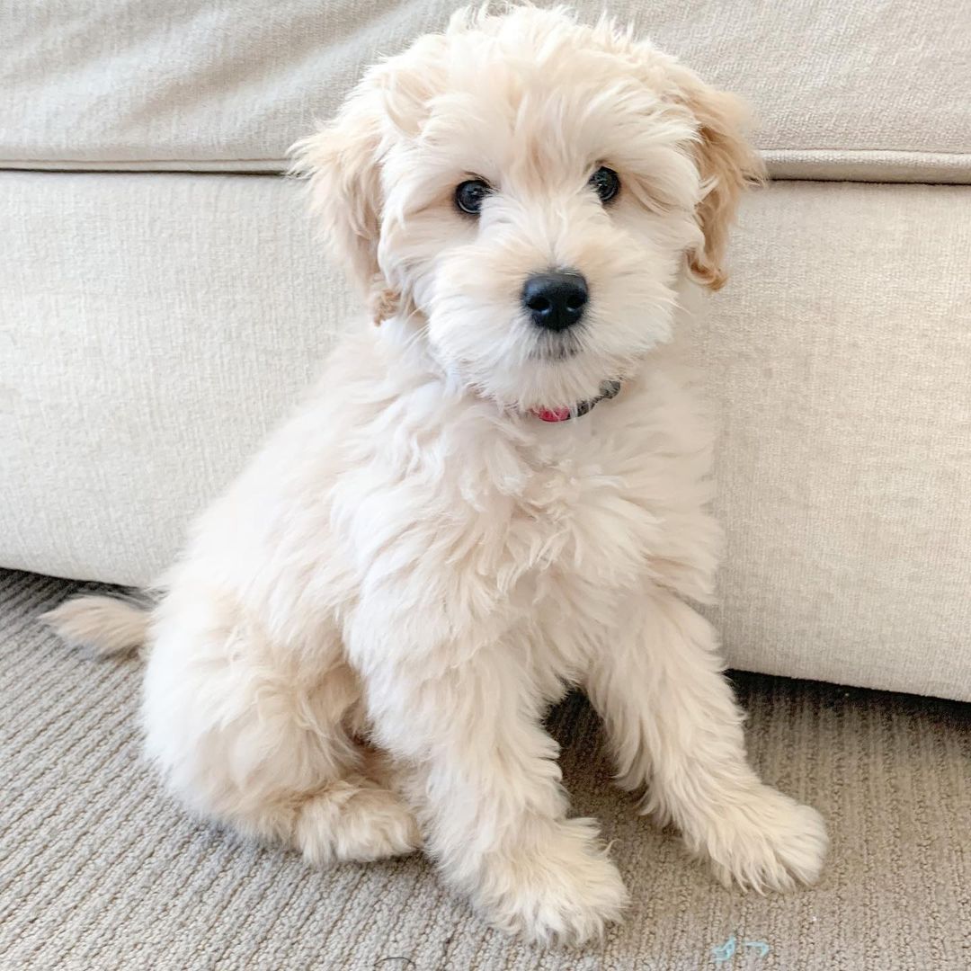 Goldendoodle