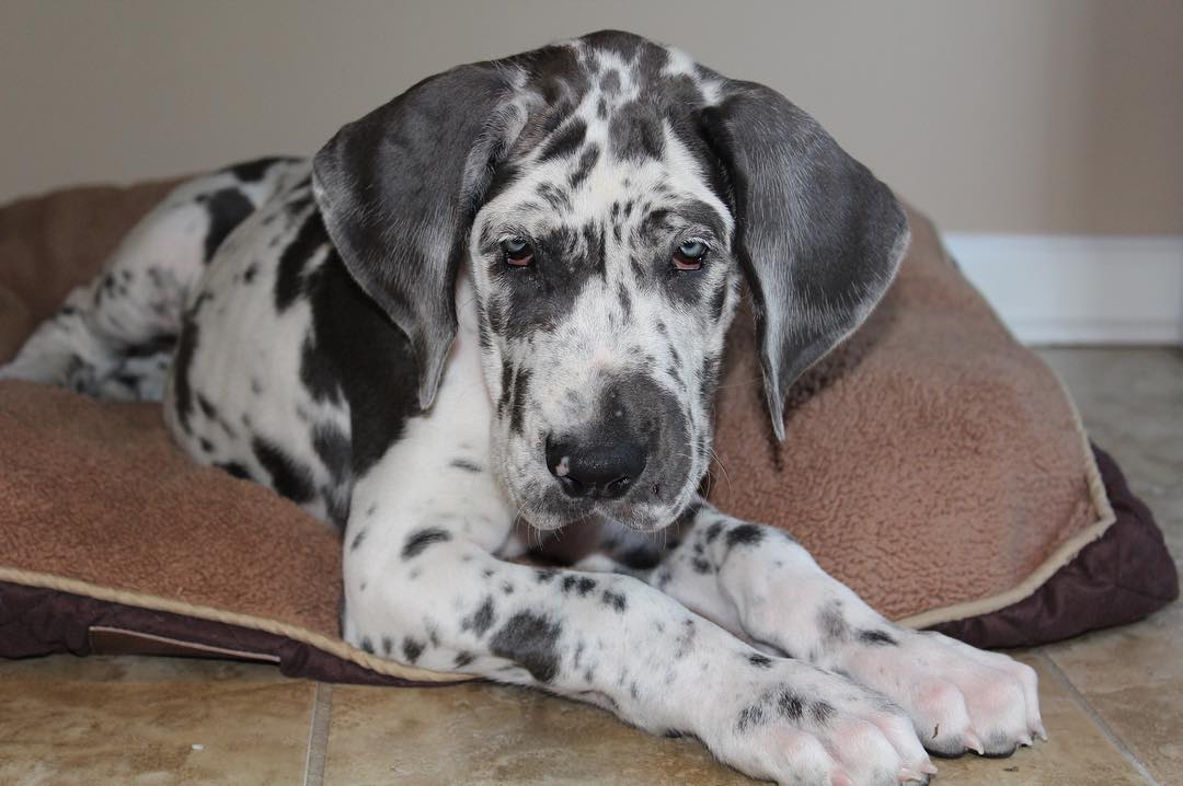 Great Dane