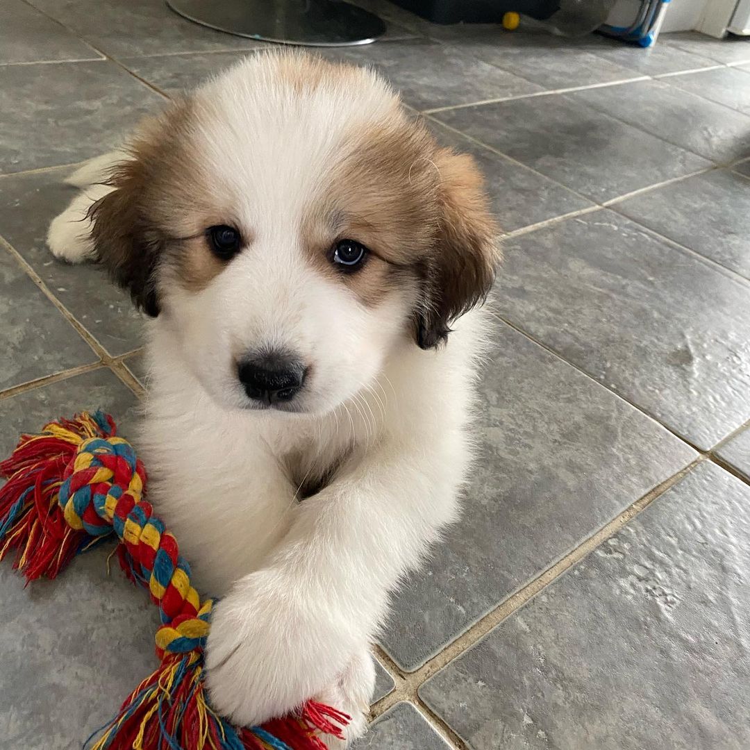 Great Pyrenees