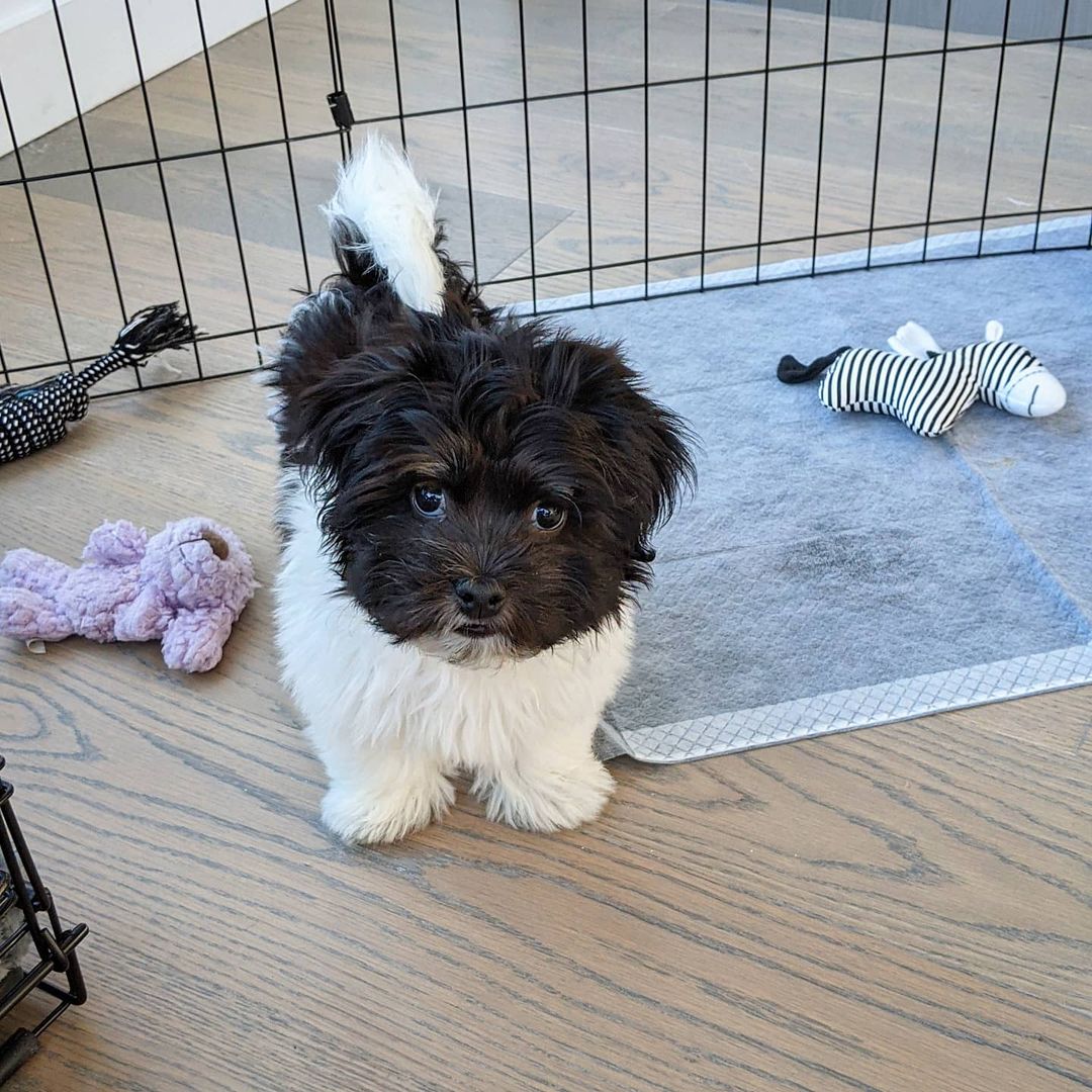 Havanese