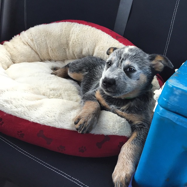 Heeler