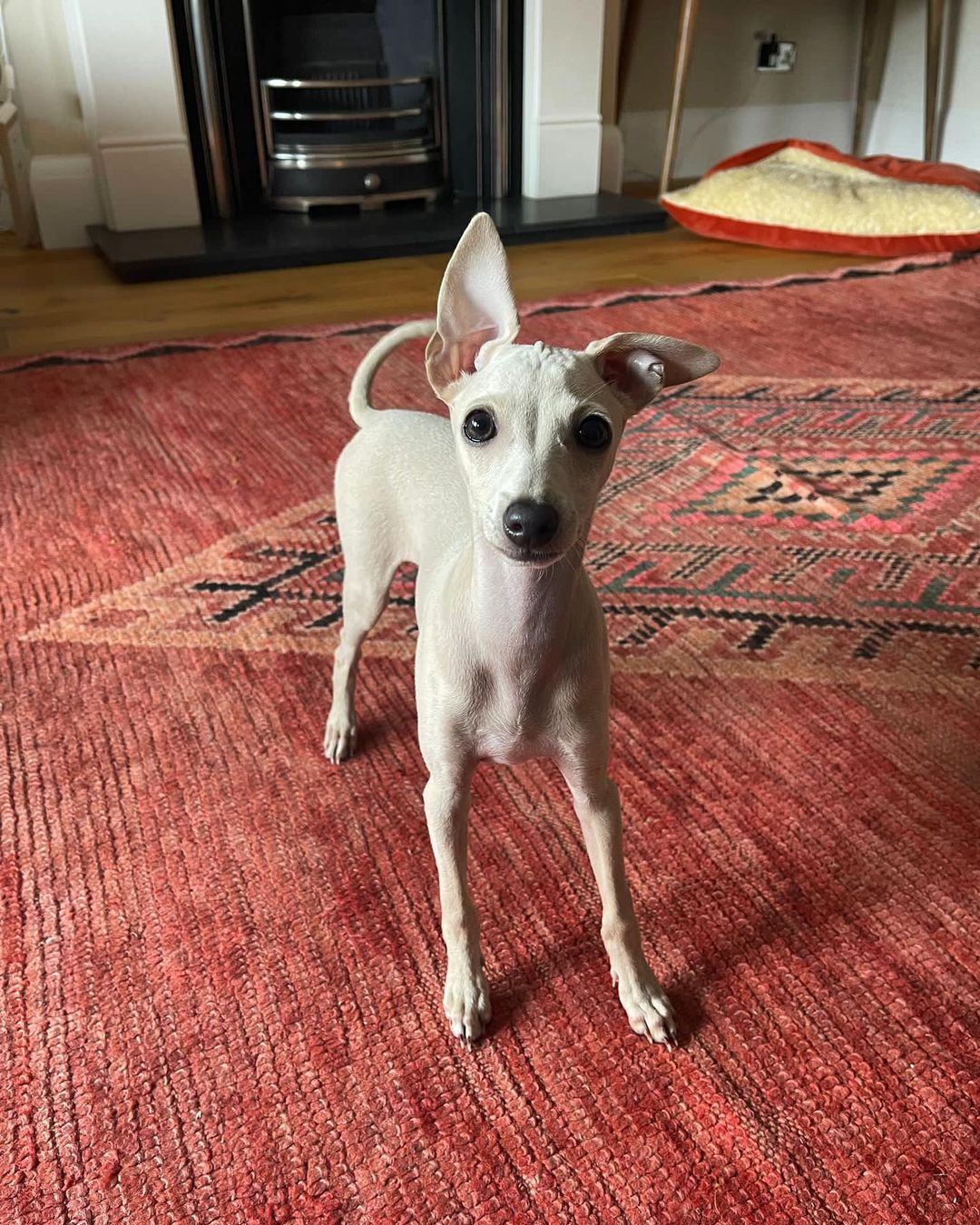 Italian Greyhound
