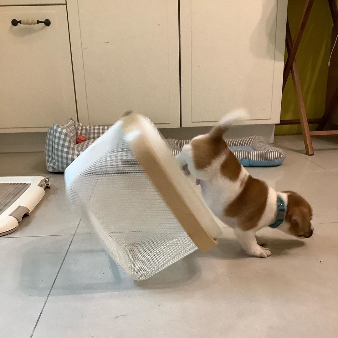 Jack Russell