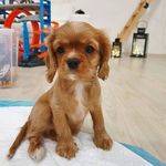 King Charles