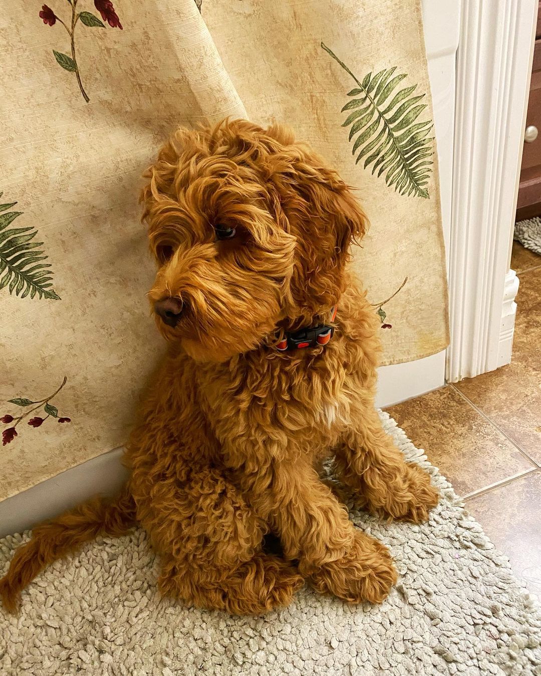 Labradoodle