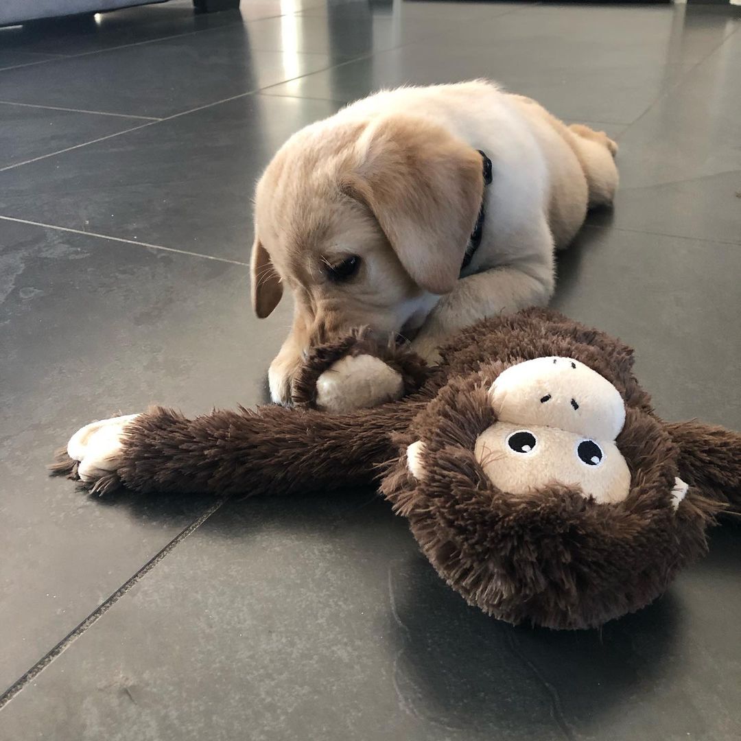 Labrador Retriever