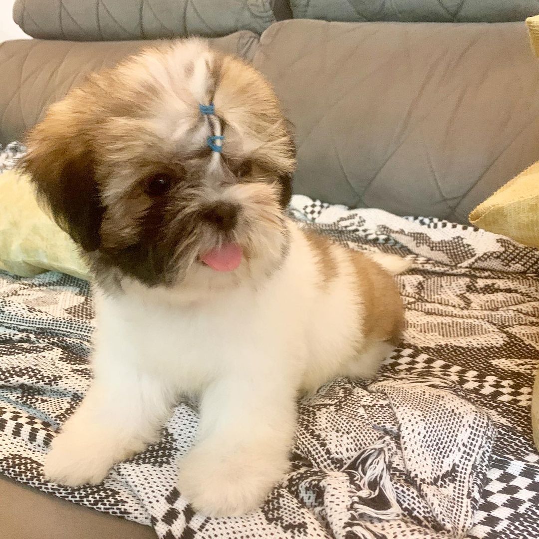 Lhasa Apso