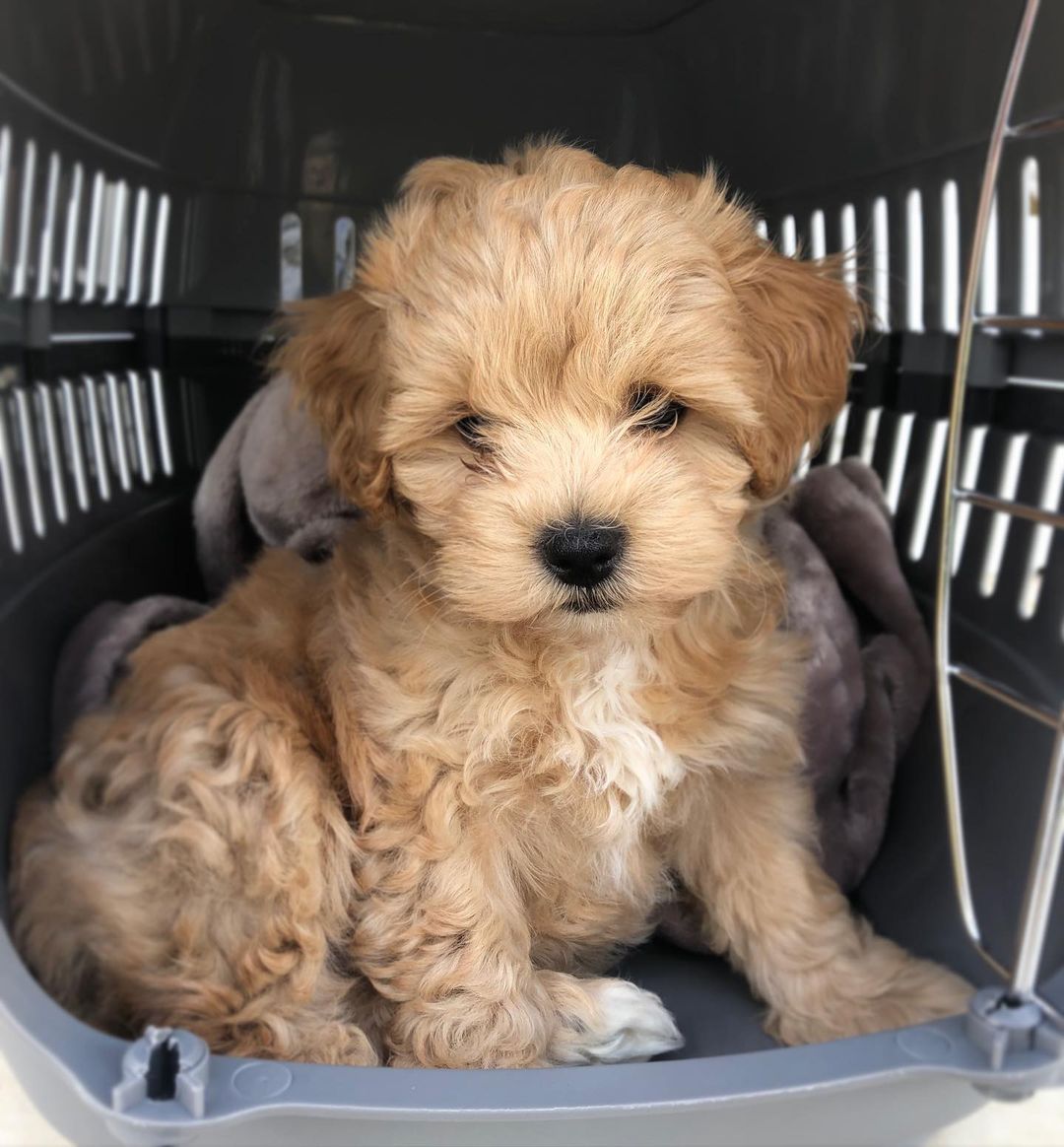 Maltipoo