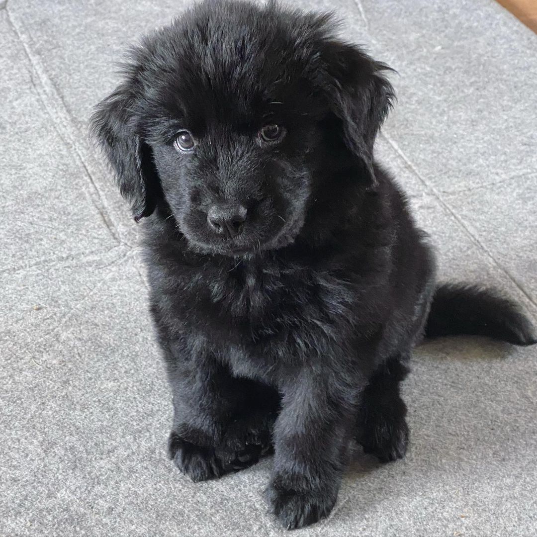 Newfoundland