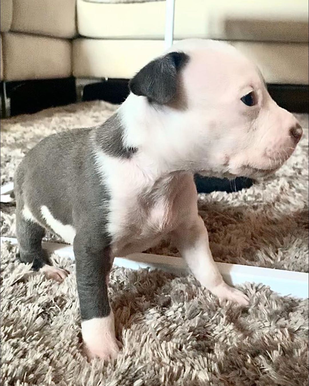Pitbull